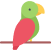 Parrot